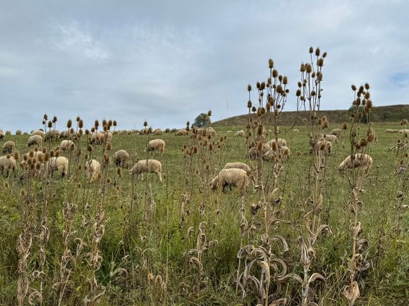 Very pretty pastoral scene near Viscri village