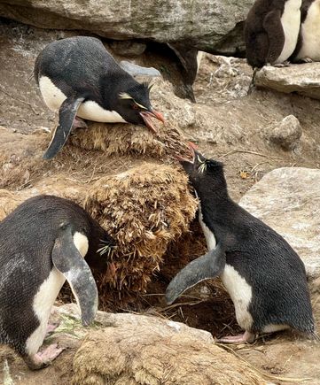 Rockhopper penguins having some kind of dispute. Probably over a female, lol!