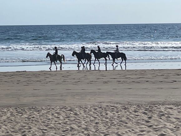 No beach scene is complete without horses