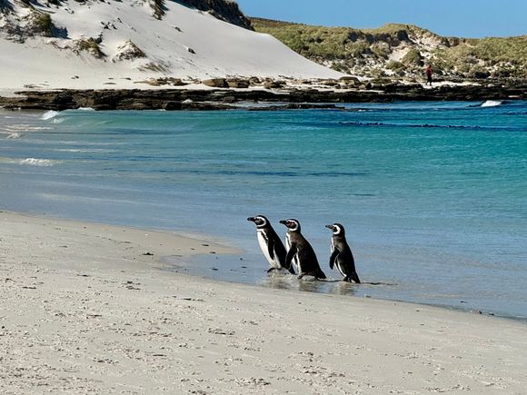 The Three Amigos (Magellanics) after taking a swim 