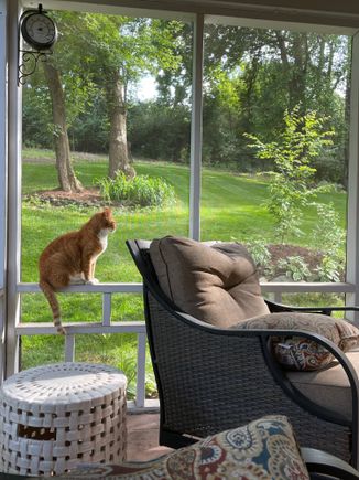 My view from the comfy sofa in the sunroom. I may not move all week. 