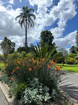 Lovely flowers . . .