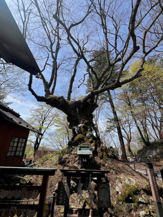 Kumaokotai Shrine - people come to pray for love at this 1000 yr old tree which has heart shaped leaves 