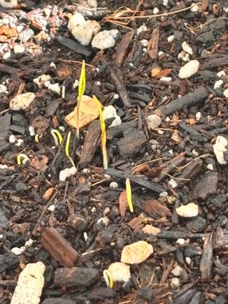 Our first carrot shoots growing in amended soil in our large grow bags here in Tucson.