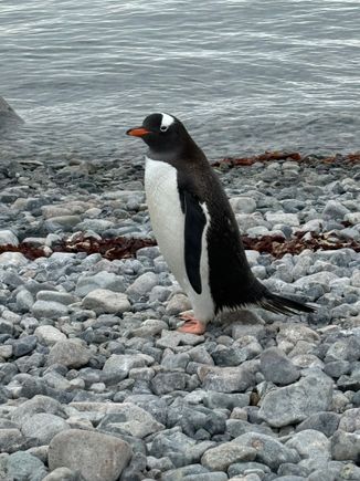 Gentoo penguin 
