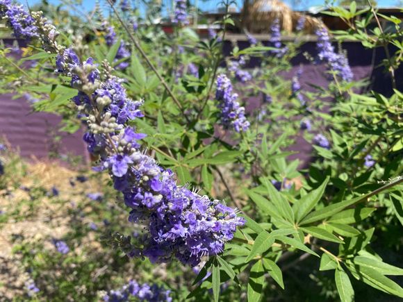 Instead of lilacs we have these, Chaste trees. Sadly they don’t smell like lilacs but they are beautiful. 