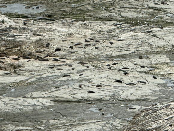 See all the NZ fur seals