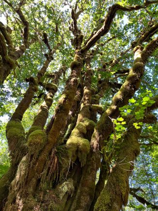 On the Maple Glade Trail - lots of mosses, not unlike Hoh but with 1% of the crowd