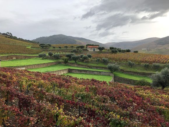 Quinta da Roêda vineyards