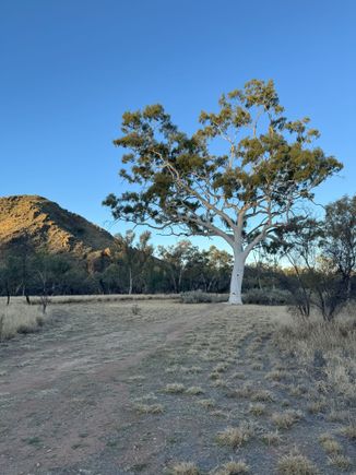 Largest ghost gum in Australia, according to the sign