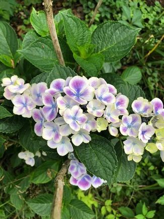 First time blooming mystery variety