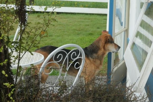 He smelled the bacon next door 😋