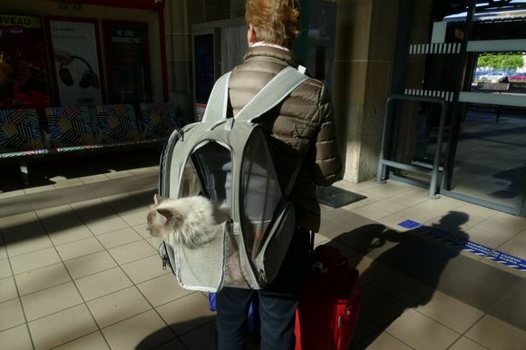 I slent a few minutes waiting at the train station, and thus woman and her travelling cat intrigued me!