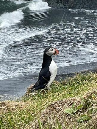 Puffin - up close and personal (photo courtesy of my SIL)