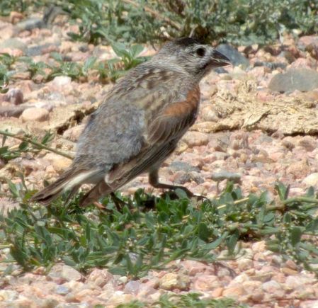 Thick-billed Longspur