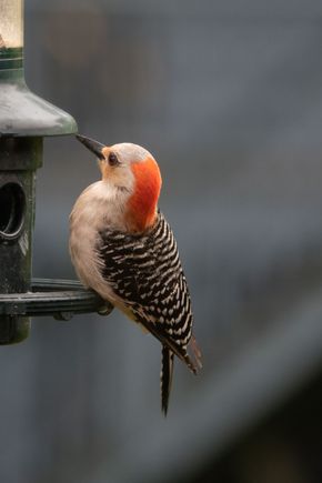 Red-bellied woodpecker, except its belly isn't red. Who names these birds....