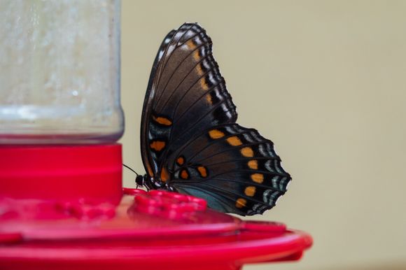 White Admiral aka Red-spotted purple butterfly, which has minimal white and no red or purple. Who names these things, lol.