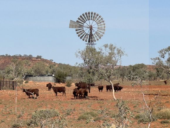 A stereotypical Australian scene: windmill on a cattle property in the Outback