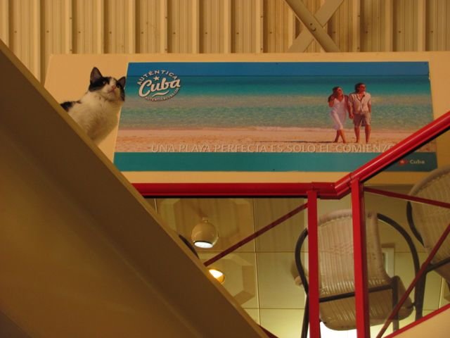 Sgt. Pussycat patrolling the rafters at the Camaguëy airport, 2014.