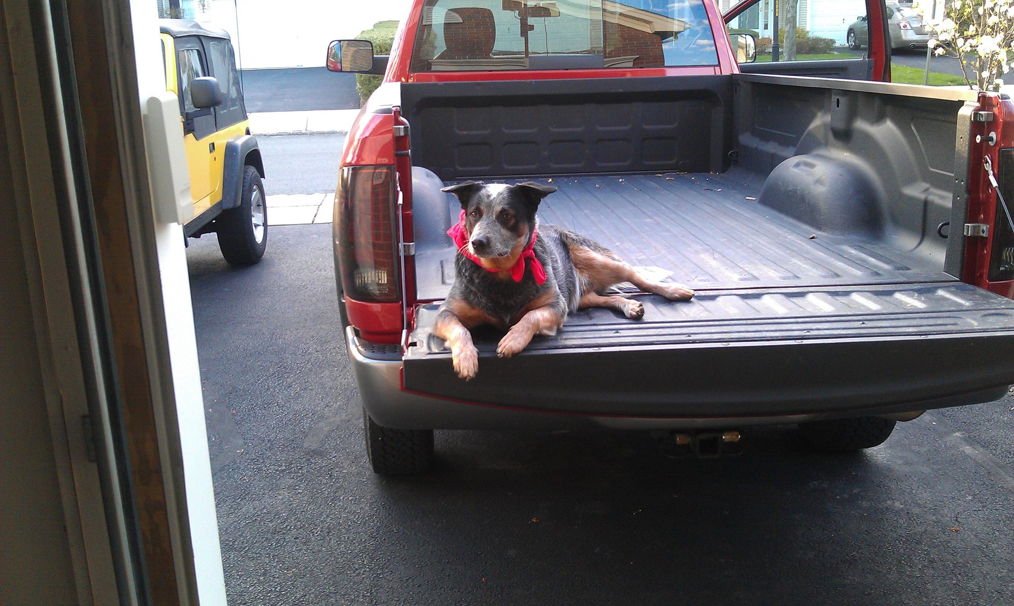 Lets see your Truck dogs Page 38 Ford Truck Enthusiasts Forums