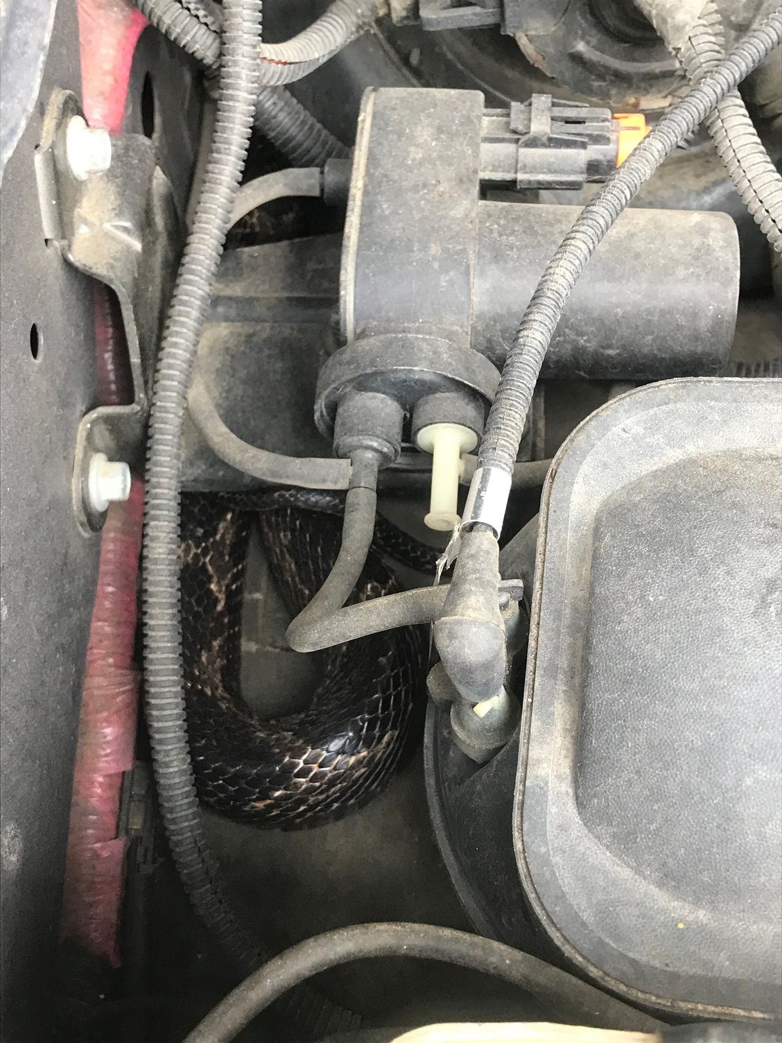 ford 6 0 head bolt upgrade on Leak Near Head Bolts I Think New To 6 0 Ford Truck Enthusiasts Forums