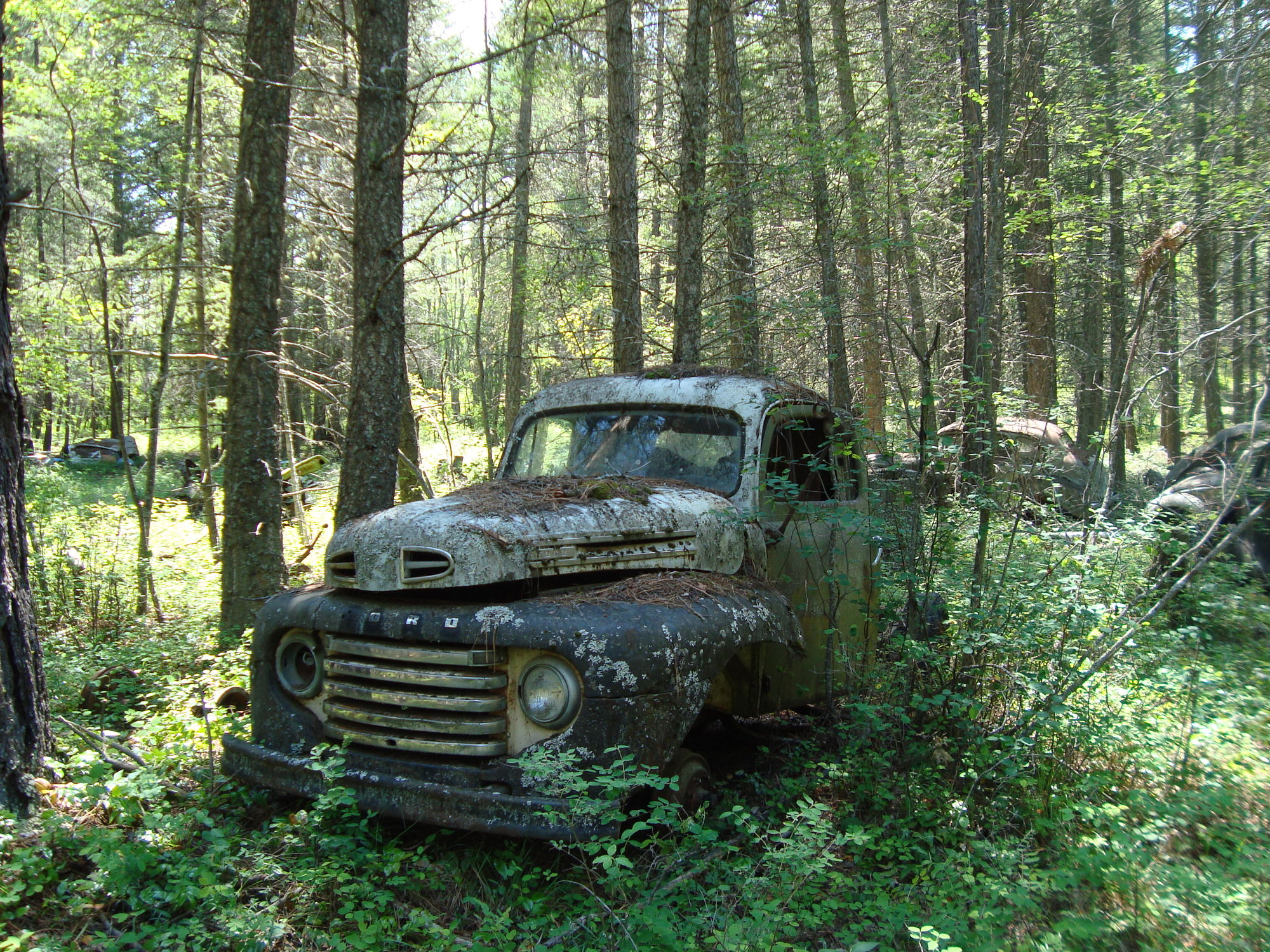 Derelict, abandoned, junkyard truck pic thread! - Page 26 - Ford Truck