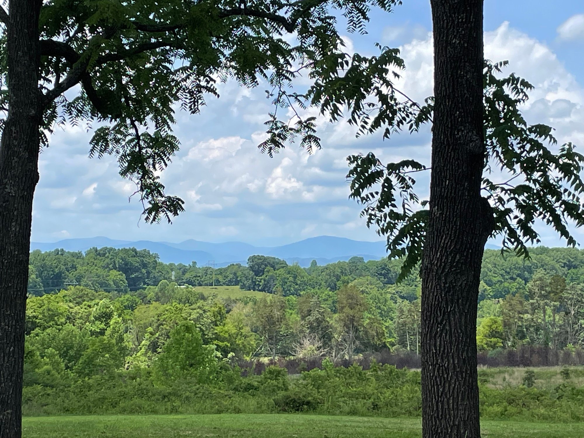 Under the walnut trees in Madison county Virginia June 4th 2024.
