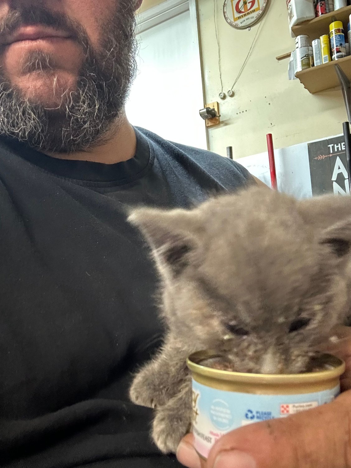 We have a temporary shop cat. She was sitting out front crying and blind a week ago. She finally started eating mid week last week and now she�s spunky and running all over. We need to find her a home. I�m not having 3 cats. 