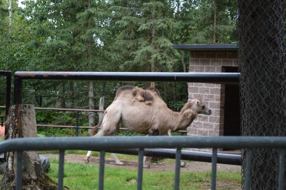 Pat's Camel is loose......