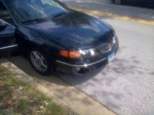 Sitting Purrty.