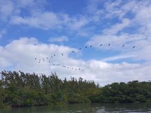 Seagulls in formation....