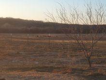 I had counted 53 hogs in this mob, I didn't take a shot, wanted to wait until we had more guns on them.