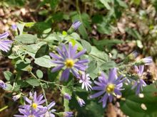 Flowers are still blooming. 