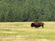 Bison