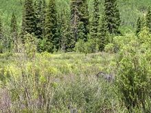 Look carefully for the moose. She had her head down grazing 