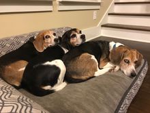 Left to right:  Dixie (8), Lila (6), and Bandit (11).  Or “The Threegles” as we call them. 