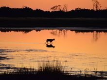One of my all time favorites.  Sunrise at Chincoteague, Va.