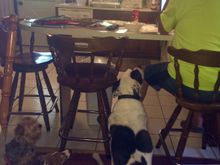 In case there was ever a question as to who feeds the dogs!!!!