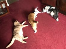 From left to right.  Buddy, BK (Bad Kitty) Hannah (dog) and Moo Cow....