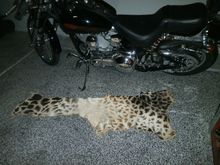 Giraffe skin