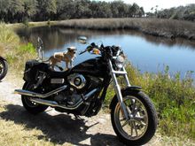 Garage - Black Molly