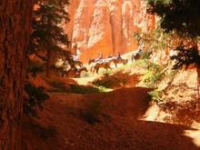 Passed a horse caravan on the Peekaboo Trail in Bryce Canyon NP.