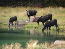 Moose party