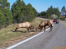 never know what you will see in Colorado!