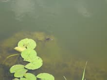 Turtle at Kiser Lake