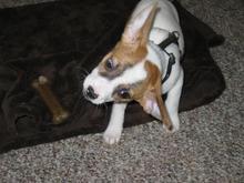 Daisy Mae telling me "NO"