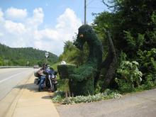 I saw this funny looking bush and had to have a picture.