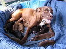 pups..0002