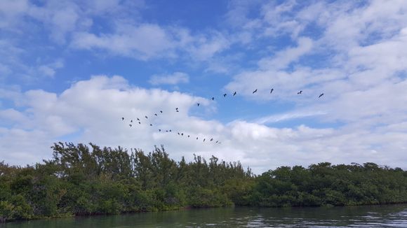 Seagulls in formation....