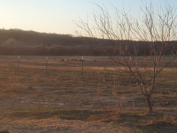 I had counted 53 hogs in this mob, I didn't take a shot, wanted to wait until we had more guns on them.